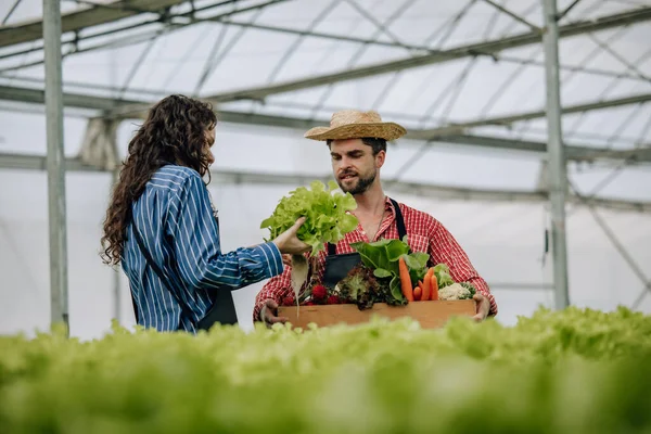 Der Besitzer Eines Landwirtschaftlichen Betriebs Wählt Sorgfältig Qualitätsgemüse Aus Überwacht — Stockfoto