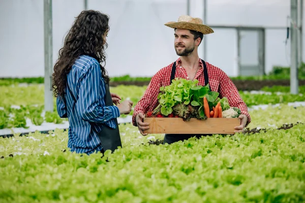 Hydroponic Farm Owner Carefully Selects Quality Veggies Monitoring Growth Delivering — Stock Photo, Image