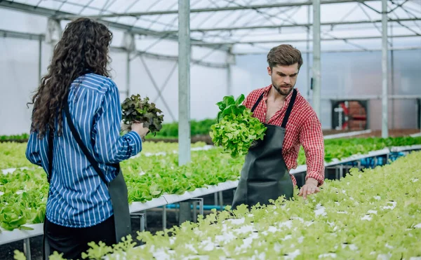 Hydroponic Farm Owner Carefully Selects Quality Veggies Monitoring Growth Delivering — Stock Photo, Image