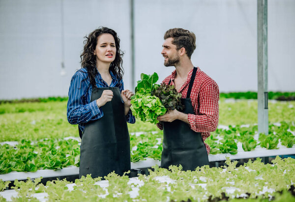 Hydroponic farm owner carefully selects quality veggies, monitoring growth, delivering routine evaluations. Efficiently organized operations in greenhouse tray, foster sustainable agricultural growth