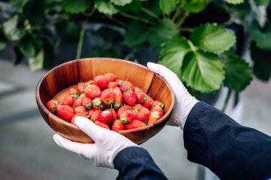 Devrimci ve gelişmiş bir otomatikleştirilmiş çilek çiftliği yıl boyu yüksek verim sağlıyor. İklimi, sıcaklığı, nemi ve buharlaşmayı etkili bir şekilde kontrol ederek en kaliteli üretimi sağlar..