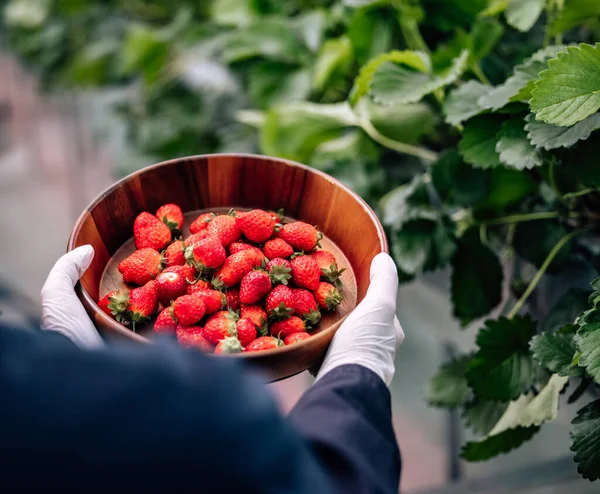 Een Revolutionaire Geavanceerde Geautomatiseerde Indoor Aardbeienkwekerij Levert Het Hele Jaar — Stockfoto