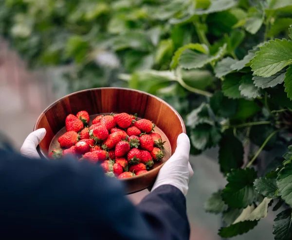 Een Revolutionaire Geavanceerde Geautomatiseerde Indoor Aardbeienkwekerij Levert Het Hele Jaar — Stockfoto