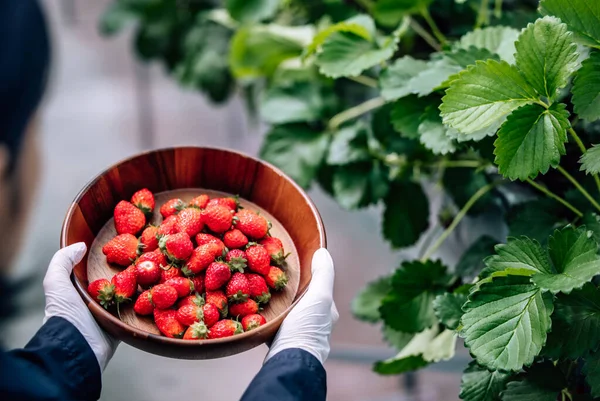 stock image A revolutionary and advanced automated indoor strawberry farm delivers year-round high yields. Efficiently controls climate, temperature, humidity, and evaporation, ensuring top-quality produce.