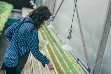 Çalışkan bir hidroponik çiftlik sahibi büyümeyi değerlendirmek ve incelemek için kaliteli sebze numuneleri seçer. Dikkatli izleme ve araştırma yoluyla yüksek kalitede üretim sağlamak. Küçük işletme kavramı.