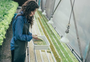 Çalışkan bir hidroponik çiftlik sahibi büyümeyi değerlendirmek ve incelemek için kaliteli sebze numuneleri seçer. Dikkatli izleme ve araştırma yoluyla yüksek kalitede üretim sağlamak. Küçük işletme kavramı.
