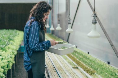 Çalışkan bir hidroponik çiftlik sahibi büyümeyi değerlendirmek ve incelemek için kaliteli sebze numuneleri seçer. Dikkatli izleme ve araştırma yoluyla yüksek kalitede üretim sağlamak. Küçük işletme kavramı.