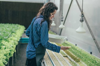 Çalışkan bir hidroponik çiftlik sahibi büyümeyi değerlendirmek ve incelemek için kaliteli sebze numuneleri seçer. Dikkatli izleme ve araştırma yoluyla yüksek kalitede üretim sağlamak. Küçük işletme kavramı.
