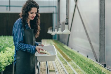 Çalışkan bir hidroponik çiftlik sahibi büyümeyi değerlendirmek ve incelemek için kaliteli sebze numuneleri seçer. Dikkatli izleme ve araştırma yoluyla yüksek kalitede üretim sağlamak. Küçük işletme kavramı.
