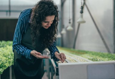 Çalışkan bir hidroponik çiftlik sahibi büyümeyi değerlendirmek ve incelemek için kaliteli sebze numuneleri seçer. Dikkatli izleme ve araştırma yoluyla yüksek kalitede üretim sağlamak. Küçük işletme kavramı.