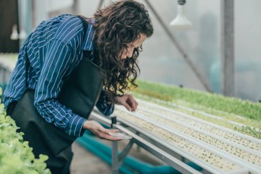 Çalışkan bir hidroponik çiftlik sahibi büyümeyi değerlendirmek ve incelemek için kaliteli sebze numuneleri seçer. Dikkatli izleme ve araştırma yoluyla yüksek kalitede üretim sağlamak. Küçük işletme kavramı.