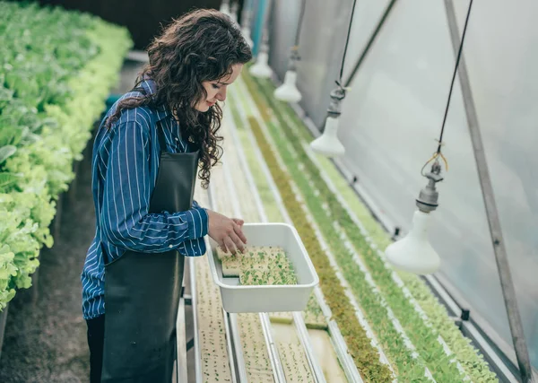 A diligent hydroponic farm owner selects premium seedling vegetable samples to inspect, evaluate growth. Ensuring high quality produce through careful monitoring and research. Small business concept.