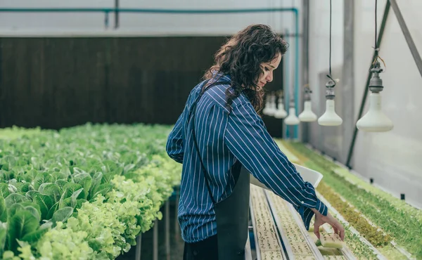 A diligent hydroponic farm owner selects premium seedling vegetable samples to inspect, evaluate growth. Ensuring high quality produce through careful monitoring and research. Small business concept.