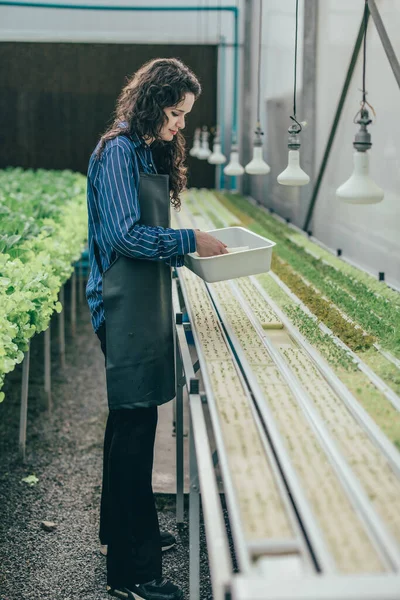 Diligent Hydroponic Farm Owner Selects Premium Seedling Vegetable Samples Inspect — Stock Photo, Image