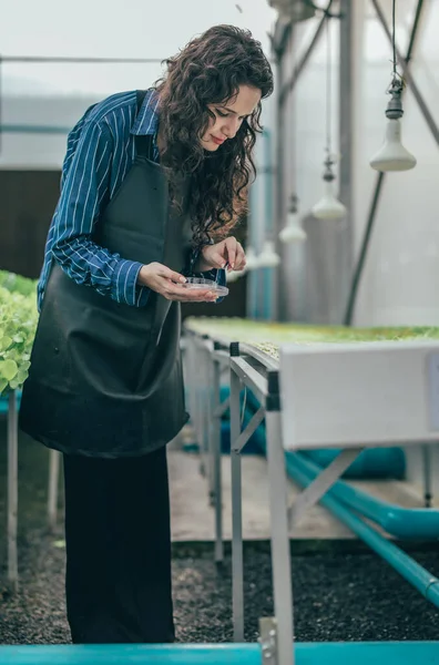 A diligent hydroponic farm owner selects premium seedling vegetable samples to inspect, evaluate growth. Ensuring high quality produce through careful monitoring and research. Small business concept.