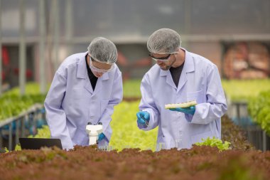 Hidrofonik bilimadamları saf çözümler ve örnekler kullanarak sera ortamında bitki büyümesini ustalıkla hızlandırıyorlar, dikkatle kontrol edilen çevresel koşullar ve son teknoloji donanım.