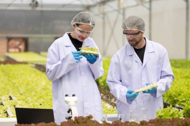 Hidrofonik bilimadamları saf çözümler ve örnekler kullanarak sera ortamında bitki büyümesini ustalıkla hızlandırıyorlar, dikkatle kontrol edilen çevresel koşullar ve son teknoloji donanım.