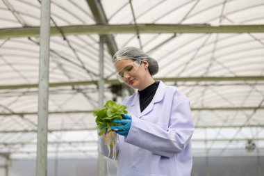 Hidrofonik bilimadamları saf çözümler ve örnekler kullanarak sera ortamında bitki büyümesini ustalıkla hızlandırıyorlar, dikkatle kontrol edilen çevresel koşullar ve son teknoloji donanım.