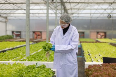 Hidrofonik bilimadamları saf çözümler ve örnekler kullanarak sera ortamında bitki büyümesini ustalıkla hızlandırıyorlar, dikkatle kontrol edilen çevresel koşullar ve son teknoloji donanım.