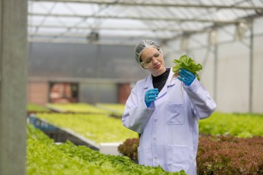 Hidrofonik bilimadamları saf çözümler ve örnekler kullanarak sera ortamında bitki büyümesini ustalıkla hızlandırıyorlar, dikkatle kontrol edilen çevresel koşullar ve son teknoloji donanım.