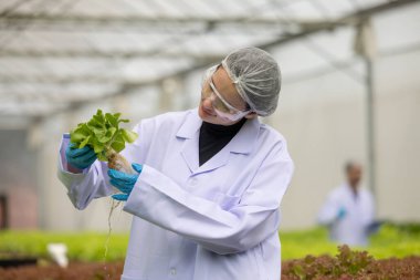 Hidrofonik bilimadamları saf çözümler ve örnekler kullanarak sera ortamında bitki büyümesini ustalıkla hızlandırıyorlar, dikkatle kontrol edilen çevresel koşullar ve son teknoloji donanım.