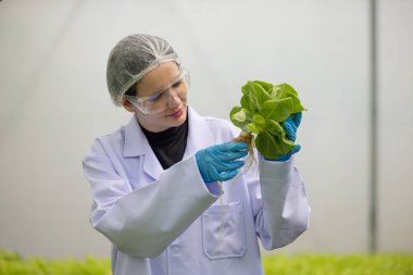 Hidrofonik bilimadamları saf çözümler ve örnekler kullanarak sera ortamında bitki büyümesini ustalıkla hızlandırıyorlar, dikkatle kontrol edilen çevresel koşullar ve son teknoloji donanım.