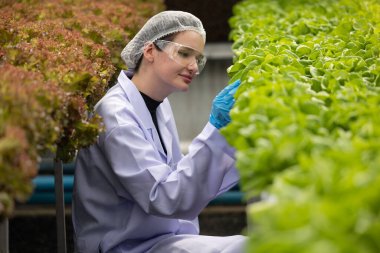 Hidrofonik bilimadamları saf çözümler ve örnekler kullanarak sera ortamında bitki büyümesini ustalıkla hızlandırıyorlar, dikkatle kontrol edilen çevresel koşullar ve son teknoloji donanım.