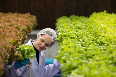 Hidrofonik bilimadamları saf çözümler ve örnekler kullanarak sera ortamında bitki büyümesini ustalıkla hızlandırıyorlar, dikkatle kontrol edilen çevresel koşullar ve son teknoloji donanım.