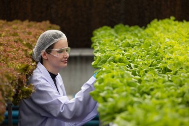 Hidrofonik bilimadamları saf çözümler ve örnekler kullanarak sera ortamında bitki büyümesini ustalıkla hızlandırıyorlar, dikkatle kontrol edilen çevresel koşullar ve son teknoloji donanım.