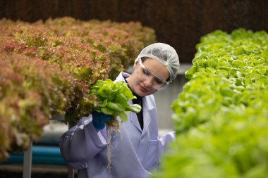 Hidrofonik bilimadamları saf çözümler ve örnekler kullanarak sera ortamında bitki büyümesini ustalıkla hızlandırıyorlar, dikkatle kontrol edilen çevresel koşullar ve son teknoloji donanım.