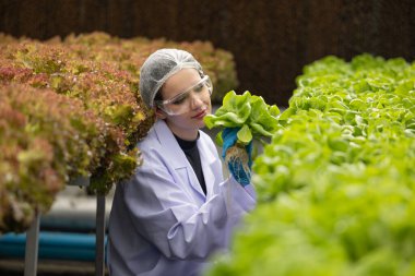 Hidrofonik bilimadamları saf çözümler ve örnekler kullanarak sera ortamında bitki büyümesini ustalıkla hızlandırıyorlar, dikkatle kontrol edilen çevresel koşullar ve son teknoloji donanım.