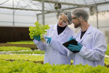 Hidrofonik bilimadamları saf çözümler ve örnekler kullanarak sera ortamında bitki büyümesini ustalıkla hızlandırıyorlar, dikkatle kontrol edilen çevresel koşullar ve son teknoloji donanım.