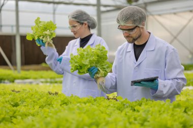 Hidrofonik bilimadamları saf çözümler ve örnekler kullanarak sera ortamında bitki büyümesini ustalıkla hızlandırıyorlar, dikkatle kontrol edilen çevresel koşullar ve son teknoloji donanım.