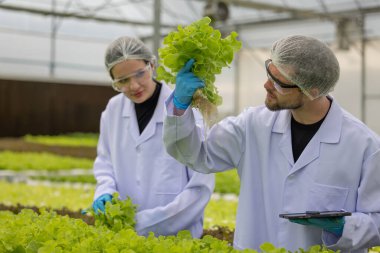 Hidrofonik bilimadamları saf çözümler ve örnekler kullanarak sera ortamında bitki büyümesini ustalıkla hızlandırıyorlar, dikkatle kontrol edilen çevresel koşullar ve son teknoloji donanım.