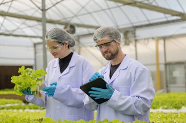 Hidrofonik bilimadamları saf çözümler ve örnekler kullanarak sera ortamında bitki büyümesini ustalıkla hızlandırıyorlar, dikkatle kontrol edilen çevresel koşullar ve son teknoloji donanım.