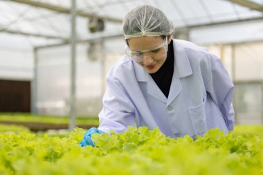 Hidrofonik bilimadamları saf çözümler ve örnekler kullanarak sera ortamında bitki büyümesini ustalıkla hızlandırıyorlar, dikkatle kontrol edilen çevresel koşullar ve son teknoloji donanım.