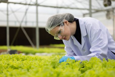 Hidrofonik bilimadamları saf çözümler ve örnekler kullanarak sera ortamında bitki büyümesini ustalıkla hızlandırıyorlar, dikkatle kontrol edilen çevresel koşullar ve son teknoloji donanım.