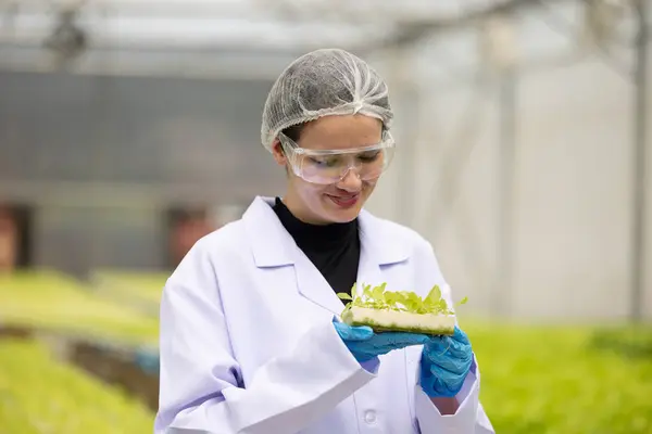 Hydroponic Scientists Expertly Speed Plant Growth Greenhouse Setting Making Use — Stock Photo, Image