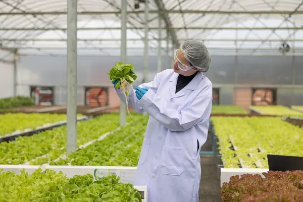 Hidrofonik bilimadamları saf çözümler ve örnekler kullanarak sera ortamında bitki büyümesini ustalıkla hızlandırıyorlar, dikkatle kontrol edilen çevresel koşullar ve son teknoloji donanım.