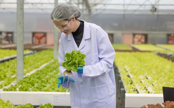 Hydroponic scientists expertly speed plant growth in a greenhouse setting by making use of pure solutions and samples, carefully controlled environmental conditions, and cutting-edge equipment.