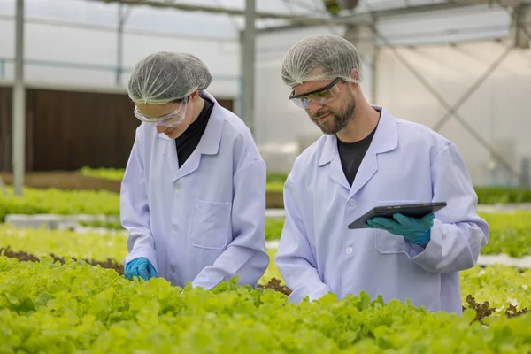 stock image Hydroponic scientists expertly speed plant growth in a greenhouse setting by making use of pure solutions and samples, carefully controlled environmental conditions, and cutting-edge equipment.