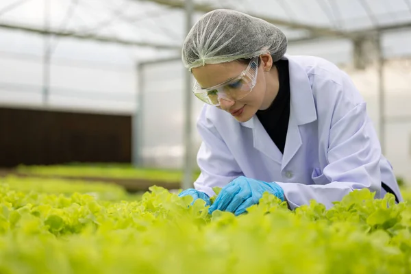 Hydroponic scientists expertly speed plant growth in a greenhouse setting by making use of pure solutions and samples, carefully controlled environmental conditions, and cutting-edge equipment.