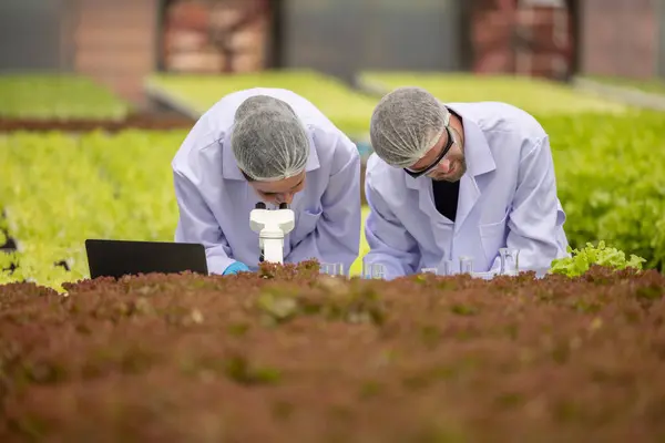 Hydroponic Scientists Researchers Experiment Using Microscopes Magnifying Glasses Analyze Plant — Stock Photo, Image