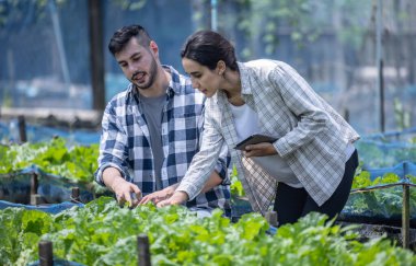 Sebze çiftliğindeki işçiler, ekilecek en iyi ürün türünü ve miktarını belirlemek için toprak koşullarını ve mahsul büyümesini inceliyor. Küçük bir işletme sahibinin günlük planlama ve düzenleme rutini