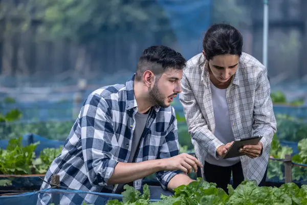 Arbeiter Auf Einem Gemüsebauernhof Untersuchen Die Bodenbedingungen Und Das Pflanzenwachstum — Stockfoto