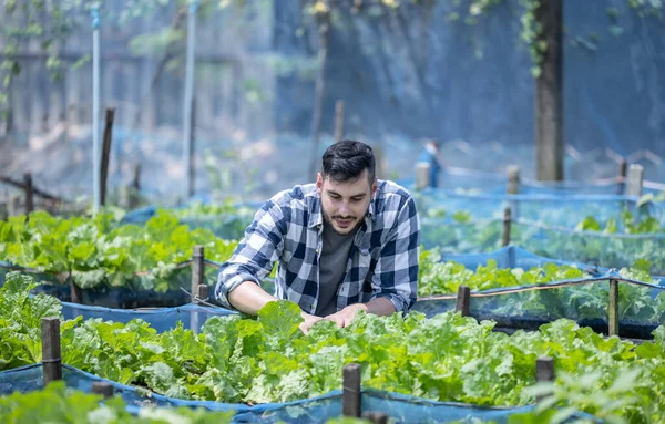 Worker on a vegetable farm examines soil conditions and crop growth to determine the best type and amount of crop to plant. A small business owner's daily planning and organizing routine