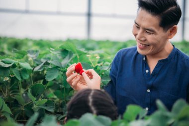 Asyalı bir baba ve kızı, kapalı alandaki yenilikçi bir çiftlikte çilek toplamak için eşleşiyor. Sırayla lezzetli meyveleri yerken çilekleri nasıl topladıklarını paylaştılar..