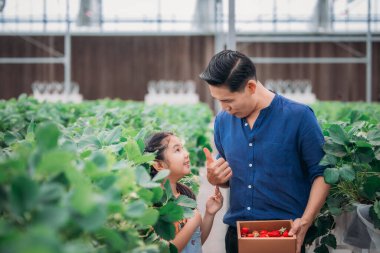 Asyalı bir baba ve kızı, kapalı alandaki yenilikçi bir çiftlikte çilek toplamak için eşleşiyor. Sırayla lezzetli meyveleri yerken çilekleri nasıl topladıklarını paylaştılar..