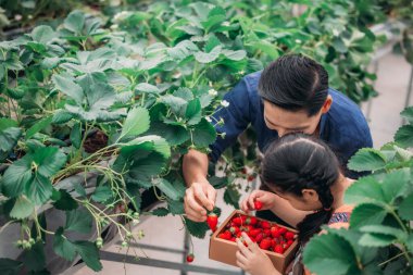 Asyalı bir baba ve kızı, kapalı alandaki yenilikçi bir çiftlikte çilek toplamak için eşleşiyor. Sırayla lezzetli meyveleri yerken çilekleri nasıl topladıklarını paylaştılar..