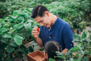 Asyalı bir baba ve kızı, kapalı alandaki yenilikçi bir çiftlikte çilek toplamak için eşleşiyor. Sırayla lezzetli meyveleri yerken çilekleri nasıl topladıklarını paylaştılar..